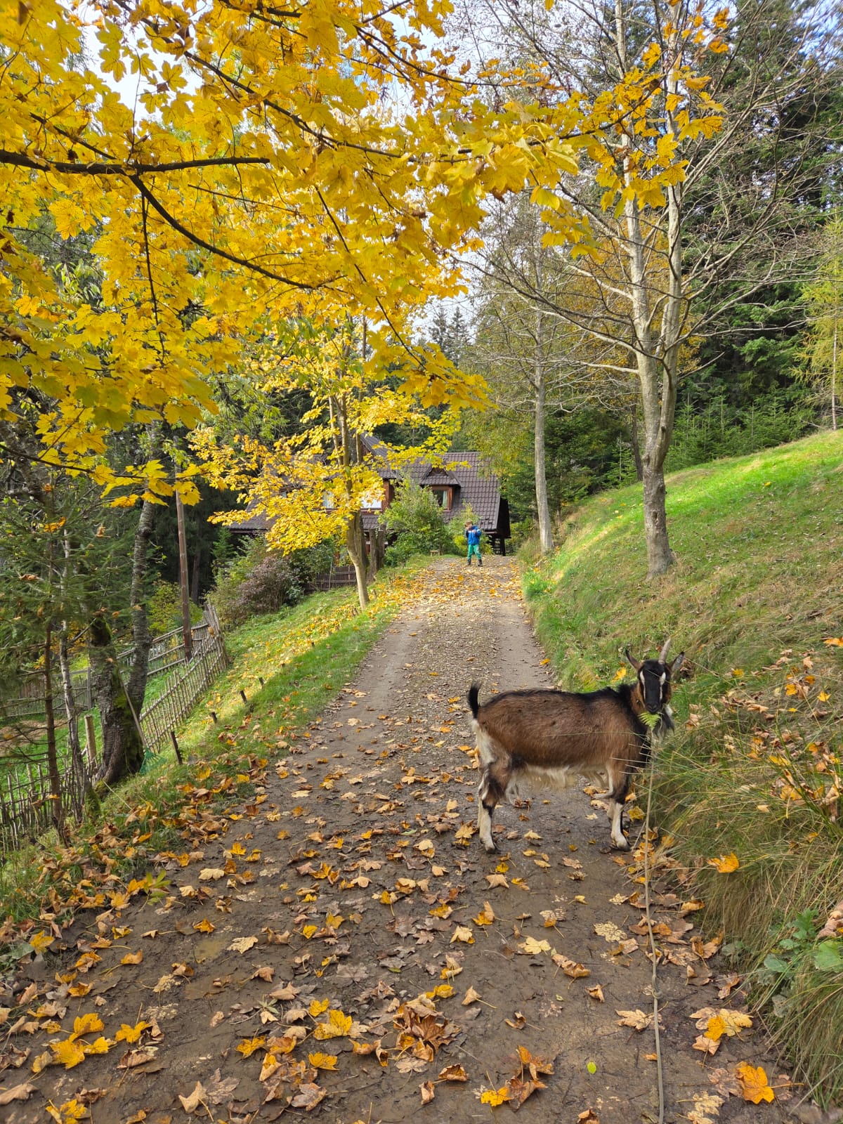 Majka