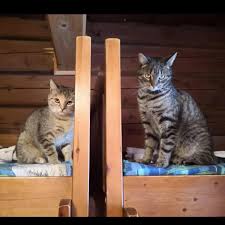 Mia & Mao